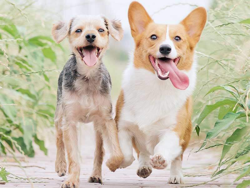 Nuestro equipo de Pet Club